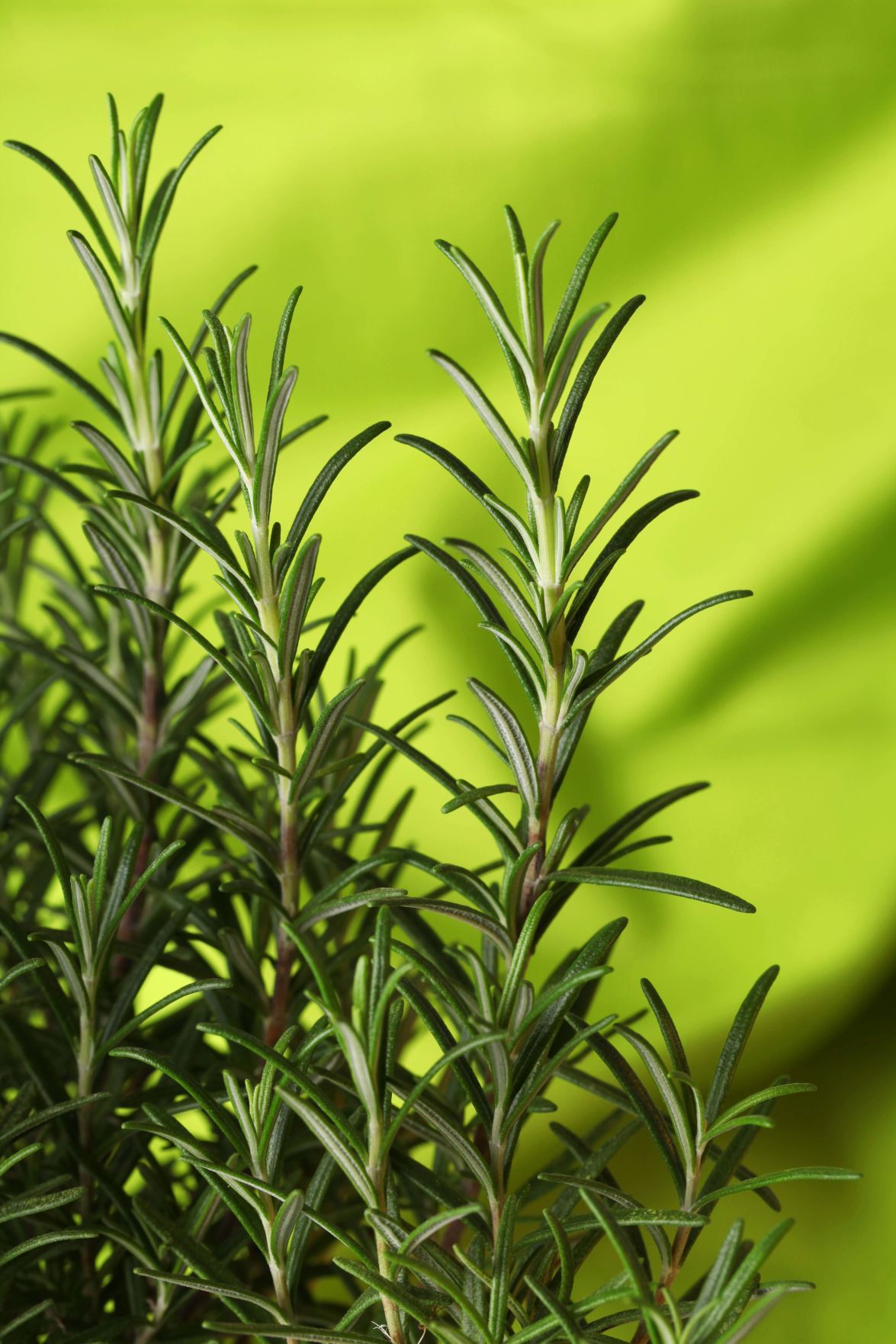Rosemary